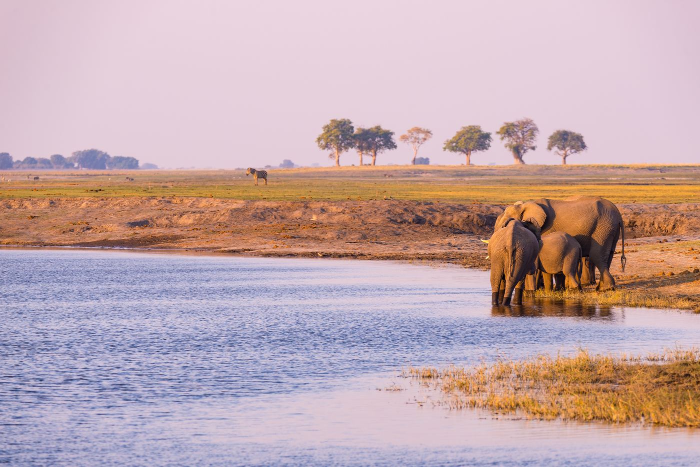 Elephants drinking from the Chobe River at sunset