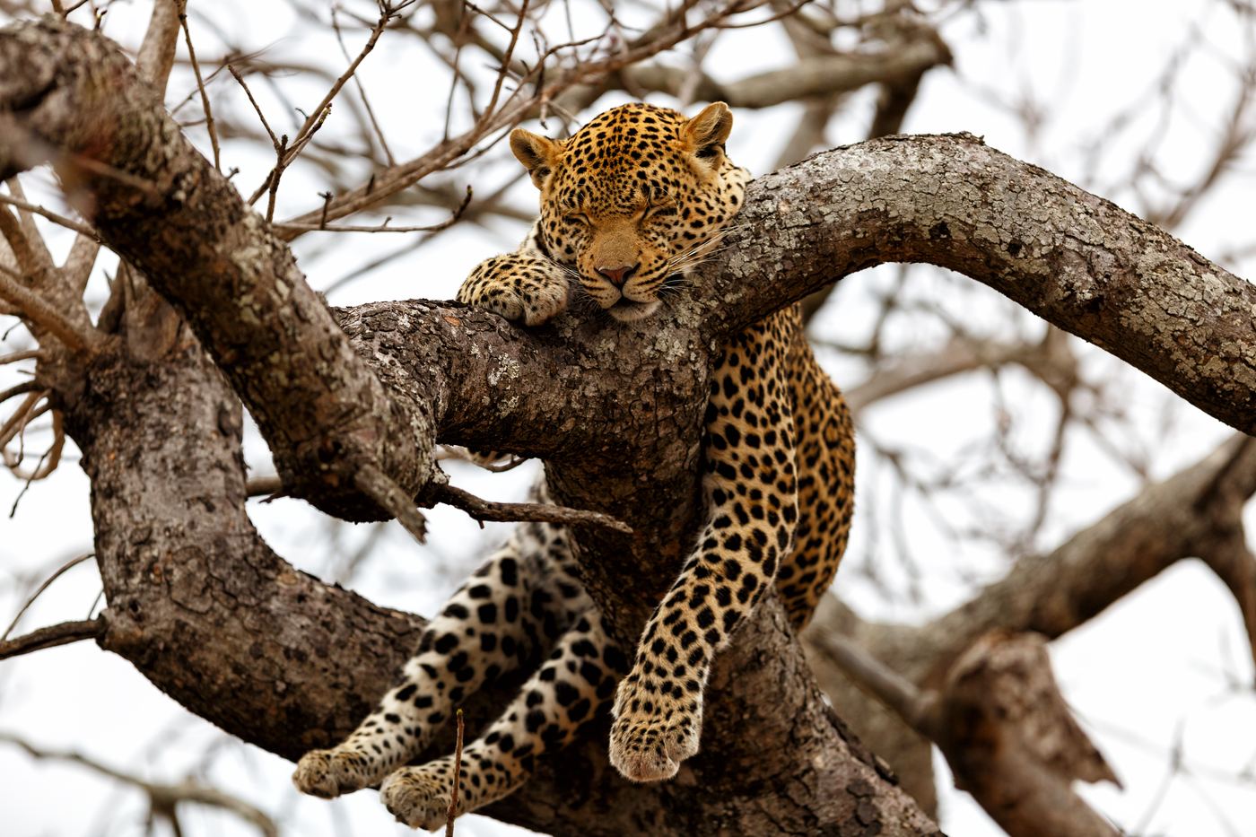 Leopard sleeping on a branch in Sabi Sands