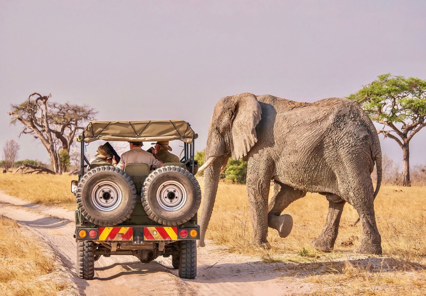 A bull elephant crossing the track in front of a safari vehicle
