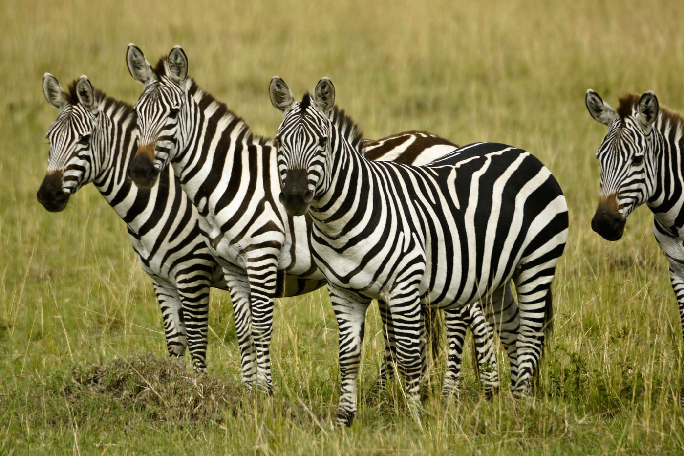 Plains zebras on the grassland of the Masai Mara