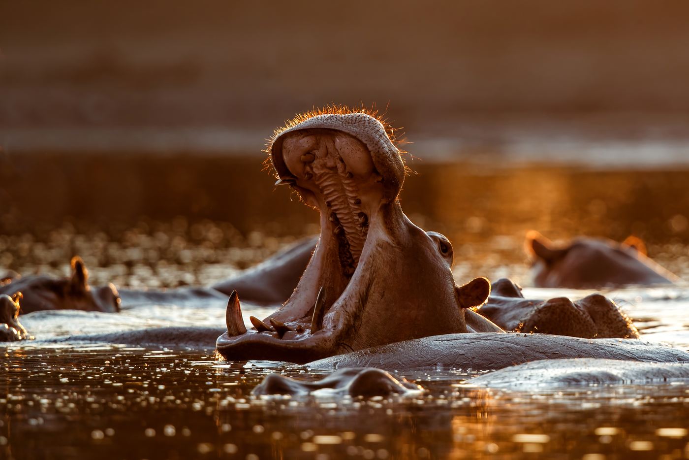 Hippo yawning in a backlit pool at sunset, Mana Pools