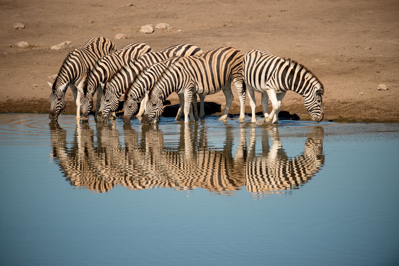Zebras drinking at a deep blue waterhole in Etosha