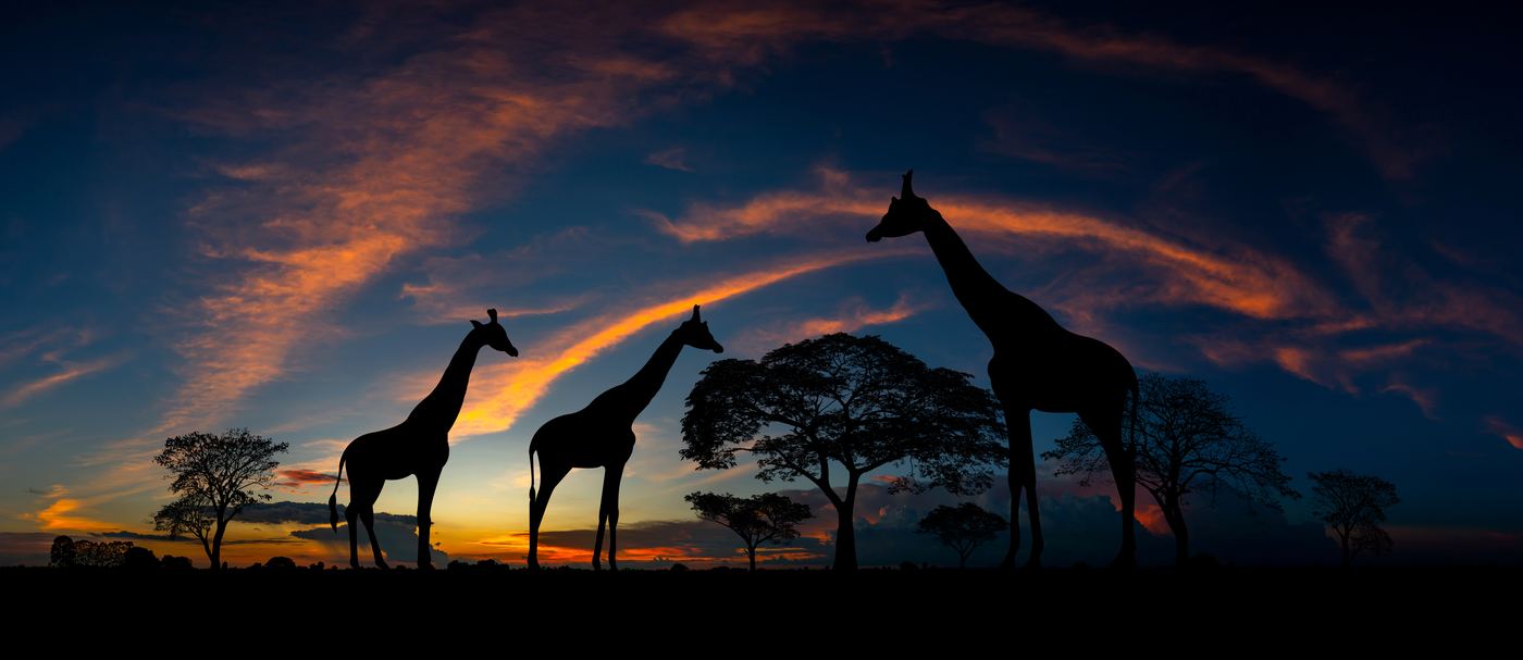 Giraffes and an acacia tree silhouetted against a golden sunset in the Masai Mara